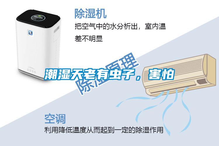 潮濕天老有蟲(chóng)子，害怕