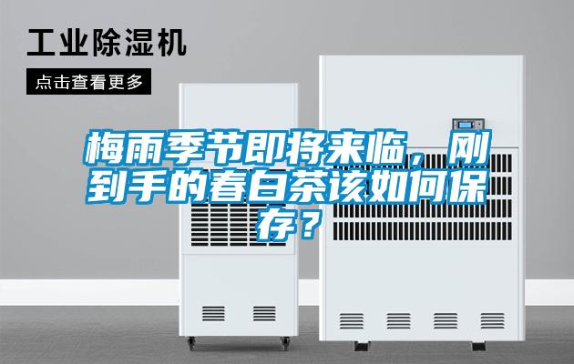 梅雨季節(jié)即將來(lái)臨，剛到手的春白茶該如何保存？